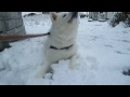 秋田犬まっ白な雪は遊ばないで食べます【akita dog】 まっ白