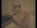 Mon chaton a la t�te dans le cul !!.3gp