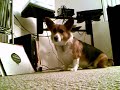 Ilechoo.com video reply Ilechoo.com video reply