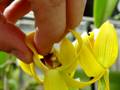 Mormodes rolpheanum yellow