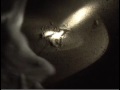 Grunion run at Doheny Beach