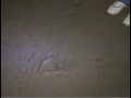 Grunion run at Doheny Beach