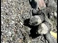 twoheaded-marine-turtle-alive-in-costa-rica.html