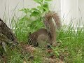 6 Week Old Squirrel