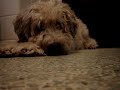 My wheaten terrier