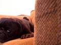 kingston the pug