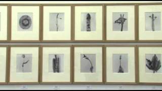 Botánica e fotografía artística