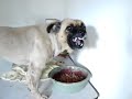 Danda, the most crazy dog 3