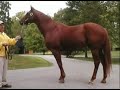 Eddington - Famous race horse @ Claiborne 2007 Eddington - Famous race horse @ Claiborne 2007