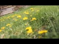 Dandelions March of the little yellow flowers