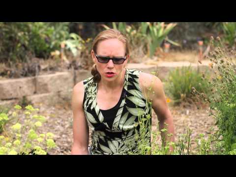 how to transplant lettuce plants