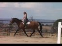 Amber Trotting Left