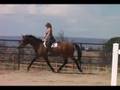 Amber Trotting Left