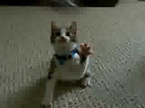 Cute video 