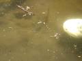 videos de PEIXE PIT BUL