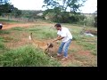 canilcaraibas@hotmail.com