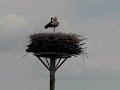 Ooievaar poogt verenkleed te ordenen in harde wind