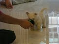 Westie Puppy Week 9 hyper 7