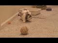 i-goodsearch-for-the-rabbit-haven.html