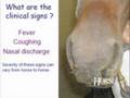 Equine Influenza Webinar