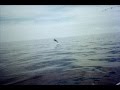 Bull Dolphin May 2006 