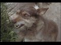 onion-dogs.html