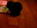videos de Conejos y Tech Deck