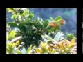 endemic and threatened parrots from colombia