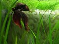riproduzione betta; betta spawning