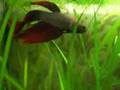 riproduzione betta; betta spawning