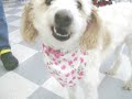 ADOPTED \"Cinnamon\" is as Sweet as Sugar!  Come Visit Her...