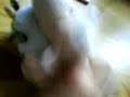 bresner tiersex bresner tiersex