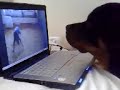 Dog uses laptop to find friends