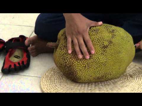 how to harvest jackfruit
