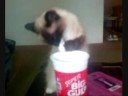 Funny kitty