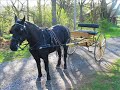 Moriesian - Driving in her new cart!