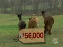 Investing In Alpacas? Investing In Alpacas?
