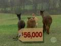 Investing In Alpacas?