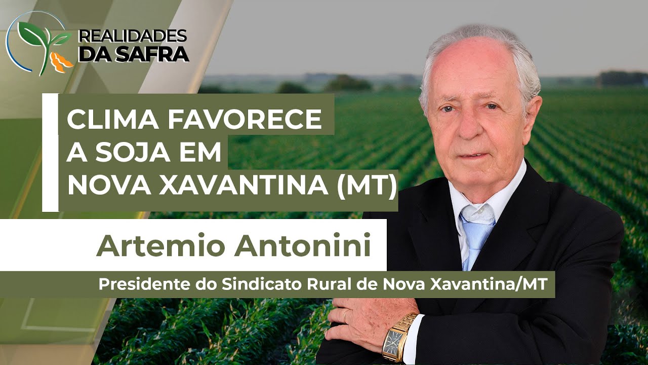 Soja se desenvolve bem com chuvas regulares em Nova Xavantina (MT)