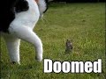 Sonic is doomed T_T