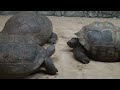 Philadelphia Zoo Aldabra and Galapagos Tortoises Together 2