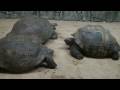 Philadelphia Zoo Aldabra and Galapagos Tortoises Together 2