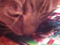 videos de Zito Loves Bassets 0001