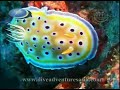 Thailand Video