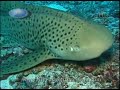 Scuba Diving Thailand and Burma-Andaman Dreaming Scuba Diving Thailand and Burma-Andaman Dreaming
