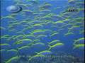 Similan Islands Liveaboard Diving Phuket Thailand - Liveaboard Burma