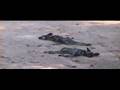 African wild dogs of South Luangwa