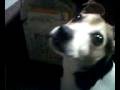 videos de Scottie