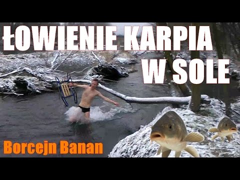 Łowienie karpia w sole