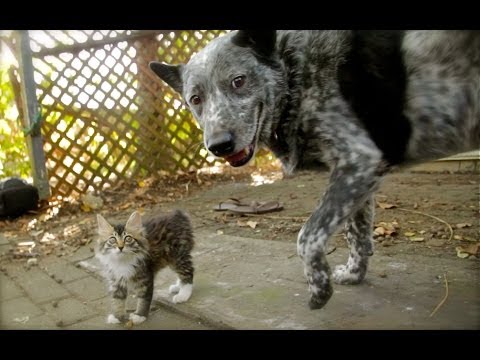 Dog Befriends Disabled Kitten